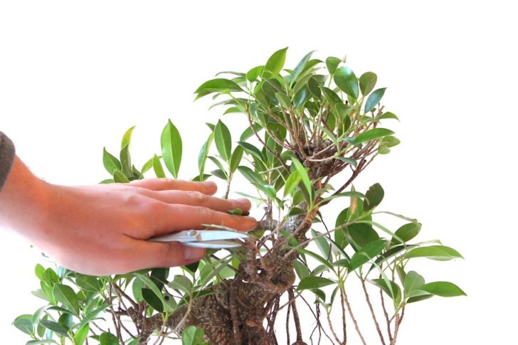 Как вырастить бонсай из семян в домашних условиях 11 бонсай