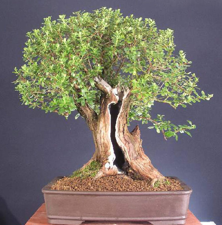 Как вырастить бонсай из семян в домашних условиях 13 бонсай