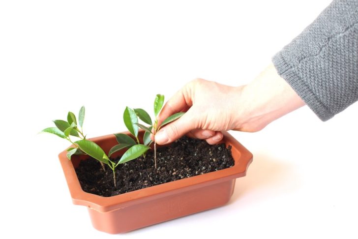 Как вырастить бонсай из семян в домашних условиях 15 бонсай