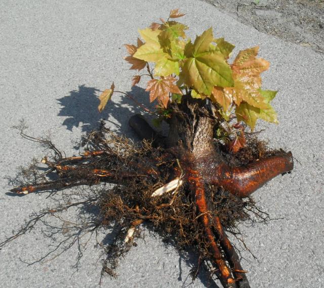 Как вырастить бонсай из семян в домашних условиях 17 бонсай