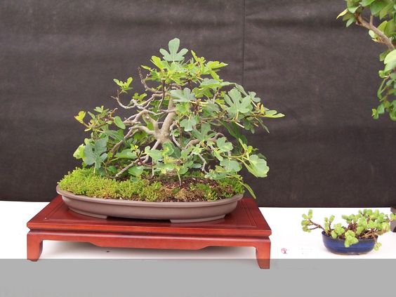 Как вырастить бонсай из семян в домашних условиях 21 бонсай