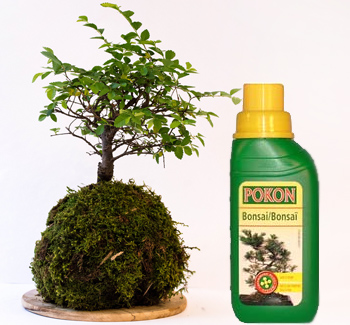 Как вырастить бонсай из семян в домашних условиях 23 бонсай