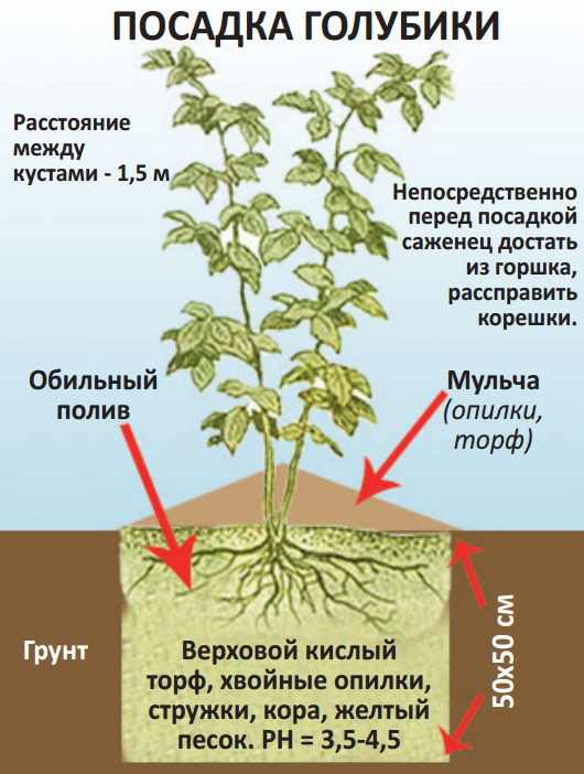 Как Вырастить Голубику