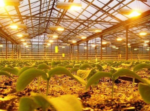 Фитолампы, используемые для освещения растений в теплице