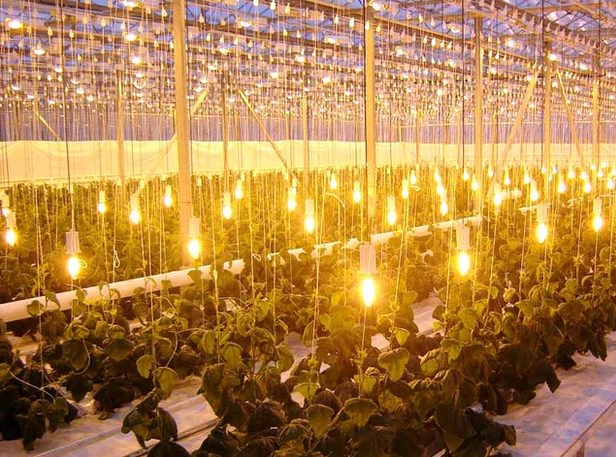 Мощная натриевая фитолампа для профессионального выращивания растений