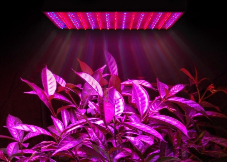 Современные светодиодные (LED) фитолампы для эффективной подсветки рассады