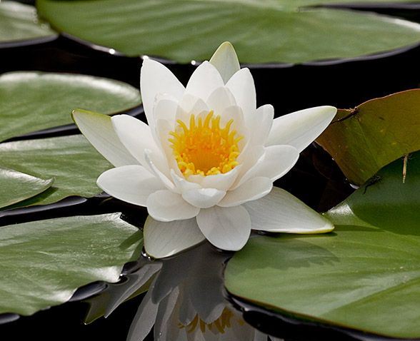 Белоснежная морозостойкая кувшинка (Nymphaea candida) в естественном водоеме