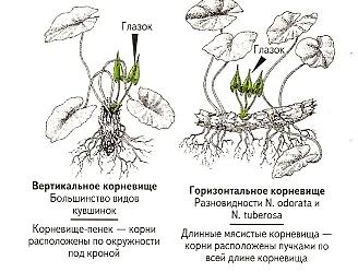 Процесс деления корневища кувшинки для размножения