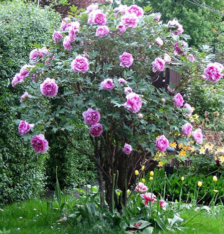 Сорта и виды пионов, особенности выращивания, правила ухода 2 пионы фото