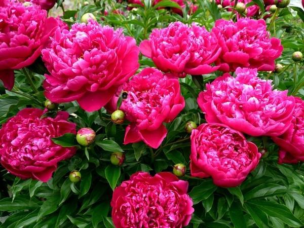 Сорта и виды пионов, особенности выращивания, правила ухода 6 пионы фото