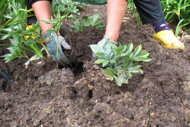 Сорта и виды пионов, особенности выращивания, правила ухода 12 пионы фото