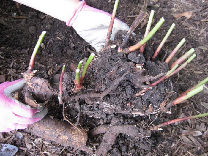 Сорта и виды пионов, особенности выращивания, правила ухода 20 пионы фото