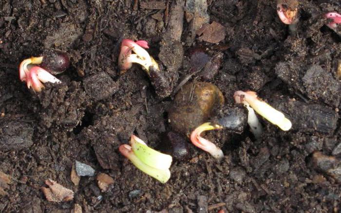 Сорта и виды пионов, особенности выращивания, правила ухода 22 пионы фото