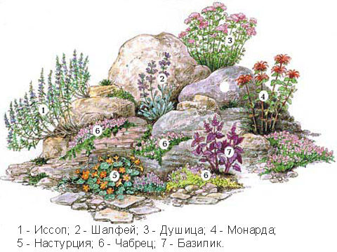 Эскиз или план будущего альпинария на бумаге
