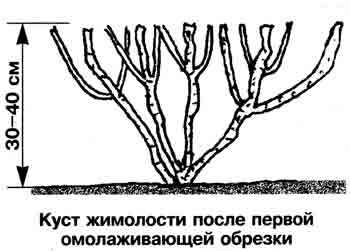 Пример поэтапной омолаживающей обрезки старой живой изгороди