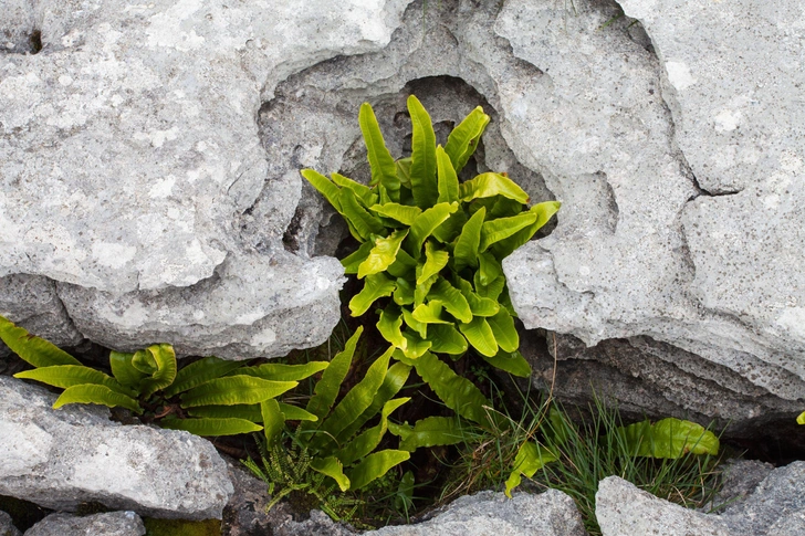 13 комнатных растений, которым не нужно много света