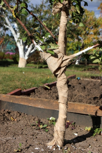 Как защитить яблони зимой: 7 советов от экспертов 3 Как укрыть молодые яблони на зиму: защищаем деревья от мороза, мышей и зайцев