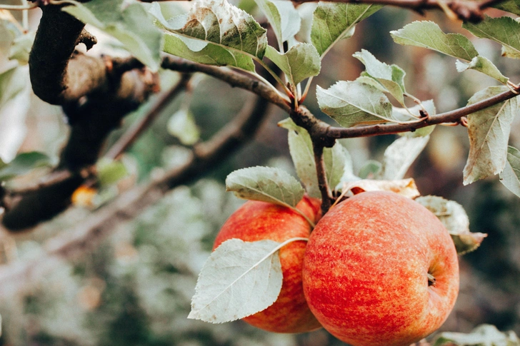 Как защитить яблони зимой: 7 советов от экспертов 1 Как укрыть молодые яблони на зиму: защищаем деревья от мороза, мышей и зайцев